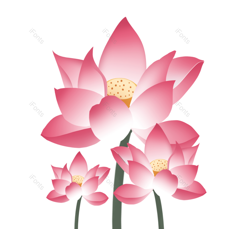 夏至图片,荷花元素,夏天PNG,粉色花朵免抠素材